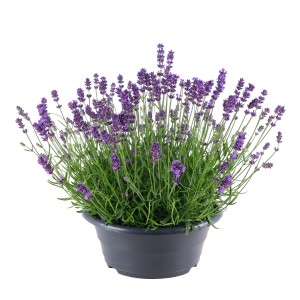 GROW by OBI  Echter Lavendel Schale-Ø ca. 23 cm Lavandula angustifolia