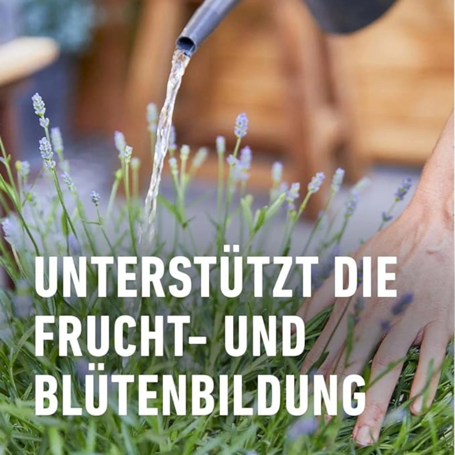 Bewässerung von Lavendel mit Compo Bio-Pflanzendünger Mediterran für üppige Blüten.