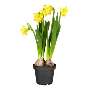 Narzisse 'Tete Boucle' im Topf, gelbe gefüllte Blüten, Frühjahrsbepflanzung für Balkon und Garten.