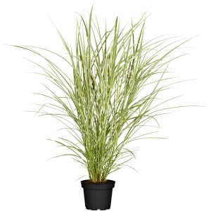 GROW by OBI Chinaschilf 'Variegatus' im Topf, grün-weiß gestreiftes Ziergras.
