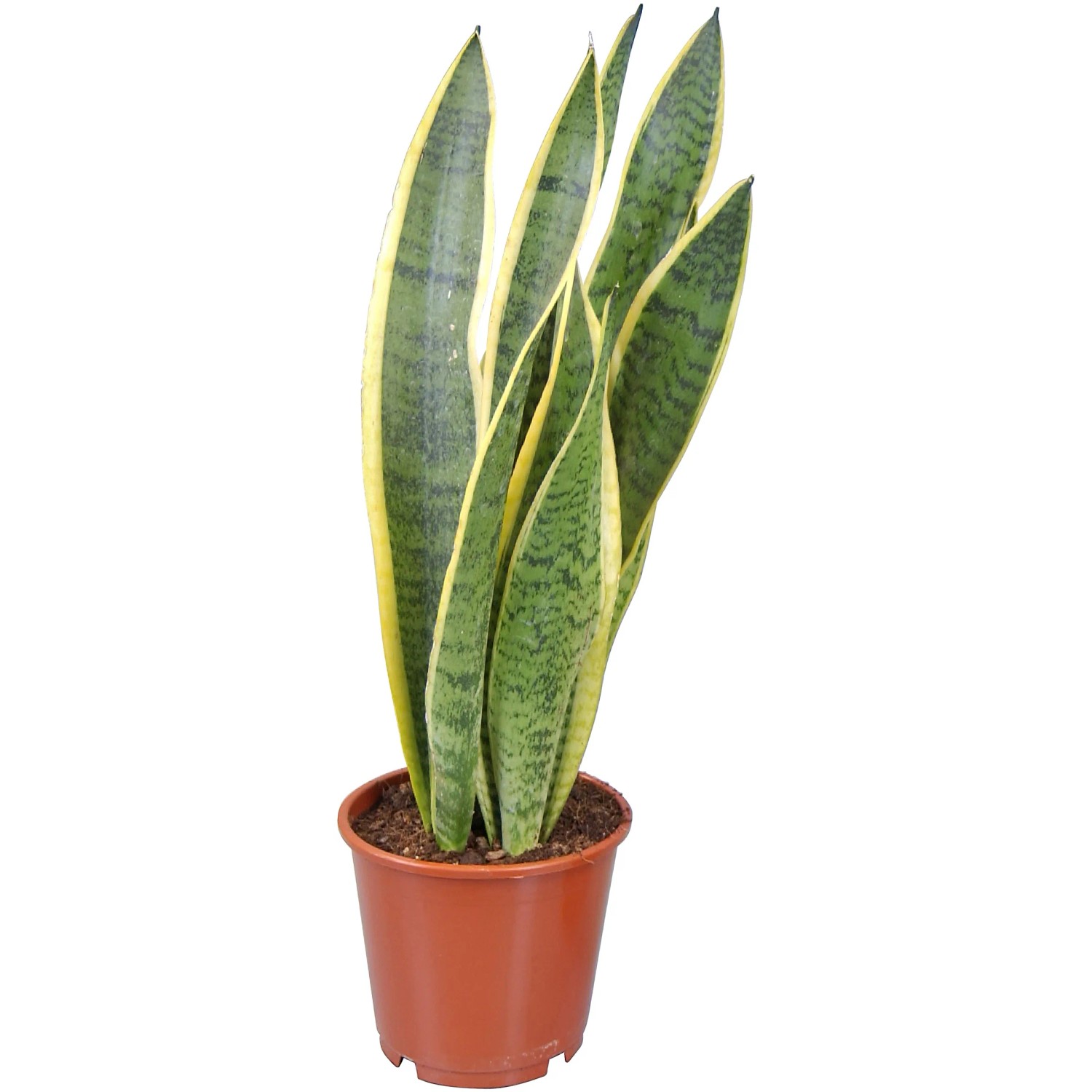 sansevieria xxl Bogenhanf 'Laurentii' XXL-Größe kaufen main image 0