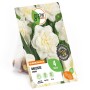 GROW by OBI Narzisse 'Obdam', gefüllte, weiße Blüte, 4 Stück Blumenzwiebeln im Beutel.