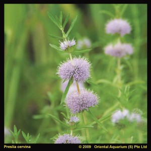 Englische Wasserminze Rosa (Preslia Cervina) im Topf, eine robuste Teichpflanze für die Uferzone.