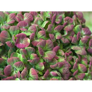 Ballhortensie "Magical Sapphire" Rosarot Höhe ca. 50 - 60 cm Topf ca. 5 l