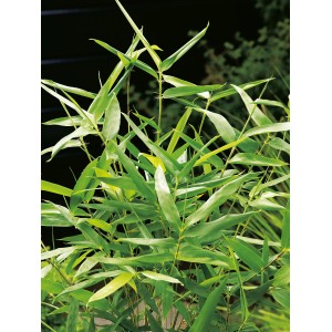 Grüner Pfeil-Bambus (Arundinaria) im Topf, ideal als immergrüner Sichtschutz für Garten und Balkon.