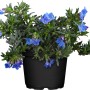 Blühende Scheinsteinsame 'Grace Ward' im Topf, blaue Blüten, geeignet für Steingärten.