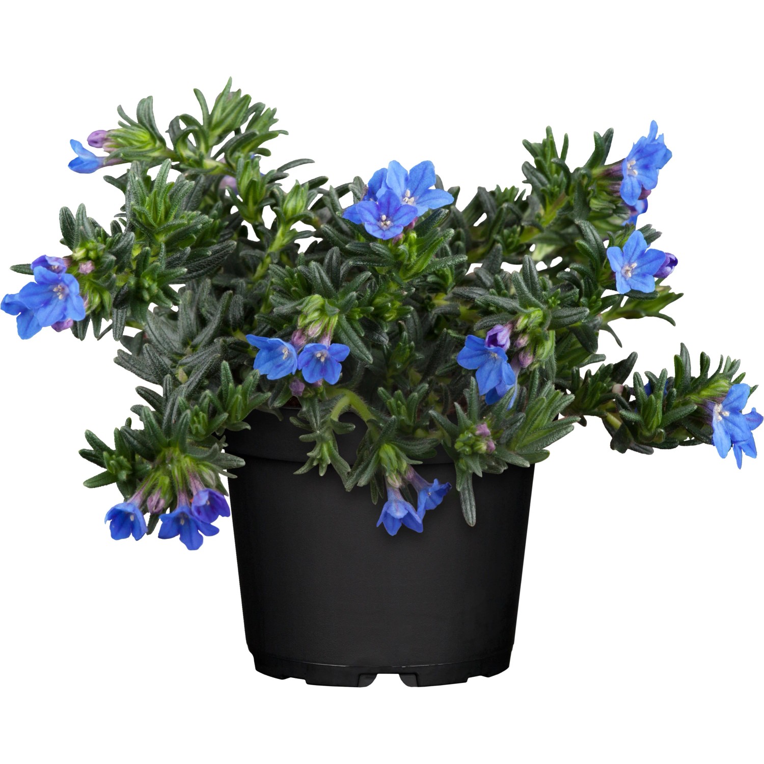 Blühende Scheinsteinsame 'Grace Ward' im Topf, blaue Blüten, geeignet für Steingärten.