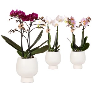 Schmetterlingsorchideen in verschiedenen Farben im weißen Keramiktopf (Topf-Ø 9 cm).