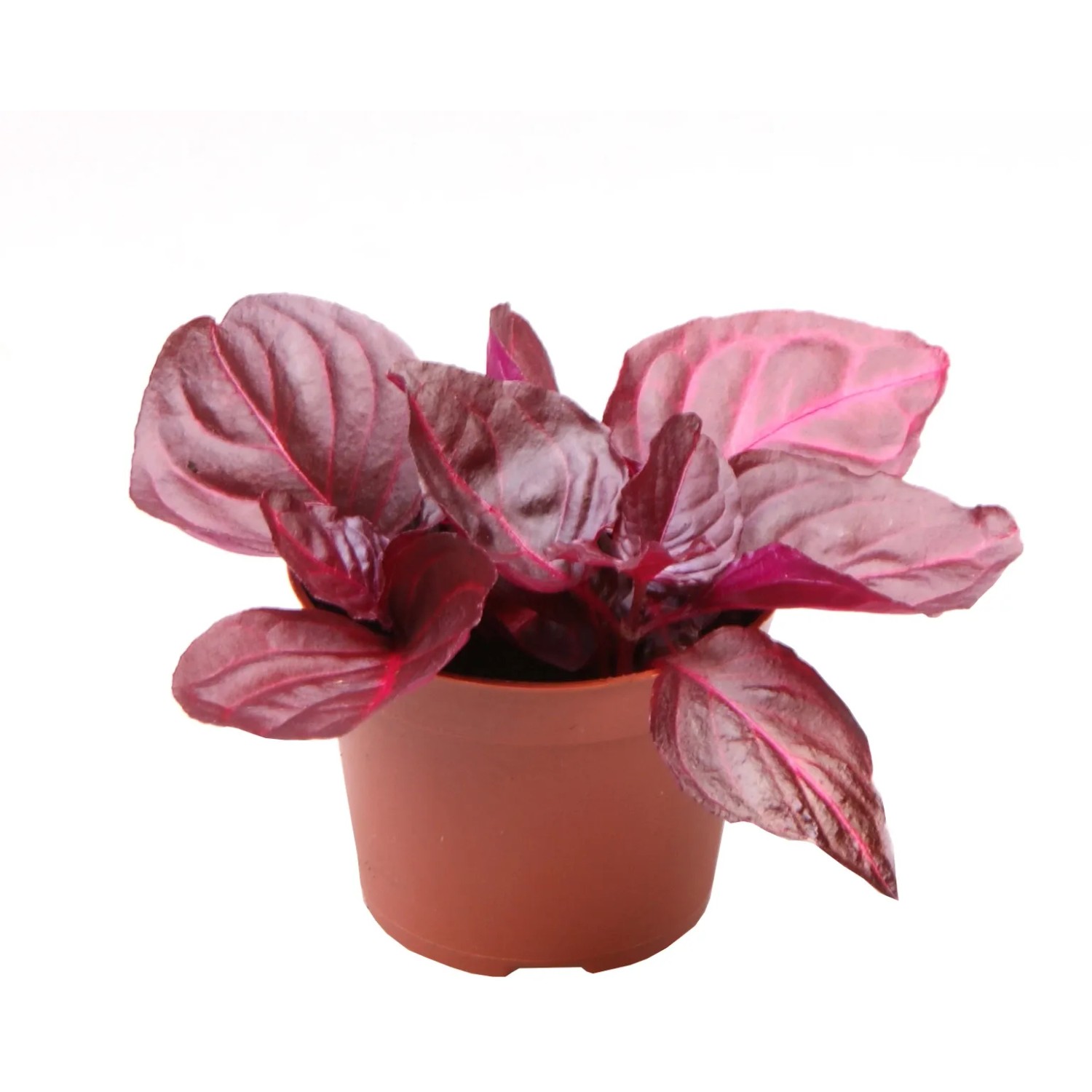 Iresine "Bloodleaf" Hhe ca. 3 - 8 cm Topf- ca. 6 cm kaufen bei OBI