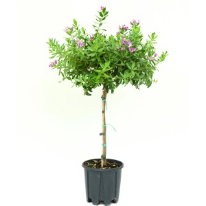 Kreuzblume im Topf, ca. 30-40 cm hoch, mit grünen Blättern und lila Blüten.