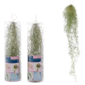 Tillandsie Usneoides Hängepflanze im Transportgefäß und lose, graugrüne Blätter.