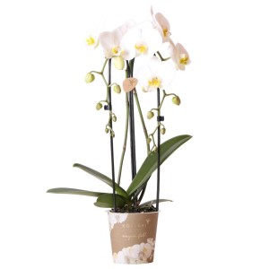 GROW by OBI Schmetterlingsorchidee Niagara Fall Weiß Höhe 45-55 cm Topf Ø 12 cm