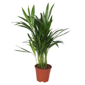 Grünpflanze im Topf, ca. 50-65 cm hoch. Dekorative Zimmerpflanze für helle Standorte.