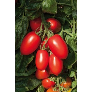 Strauch mit roten, reifen Grow by OBI Eiertomaten (Solanum lycopersicum).