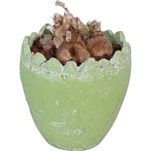 Osterarrangement mit Narzissen im grünen Topf (ca. 10cm Ø) für die Fensterbank.