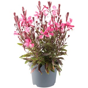 Prachtkerze Gaura lindheimeri Gaudi im Topf, ca. 28 cm hoch, mit zarten, roten Blüten.