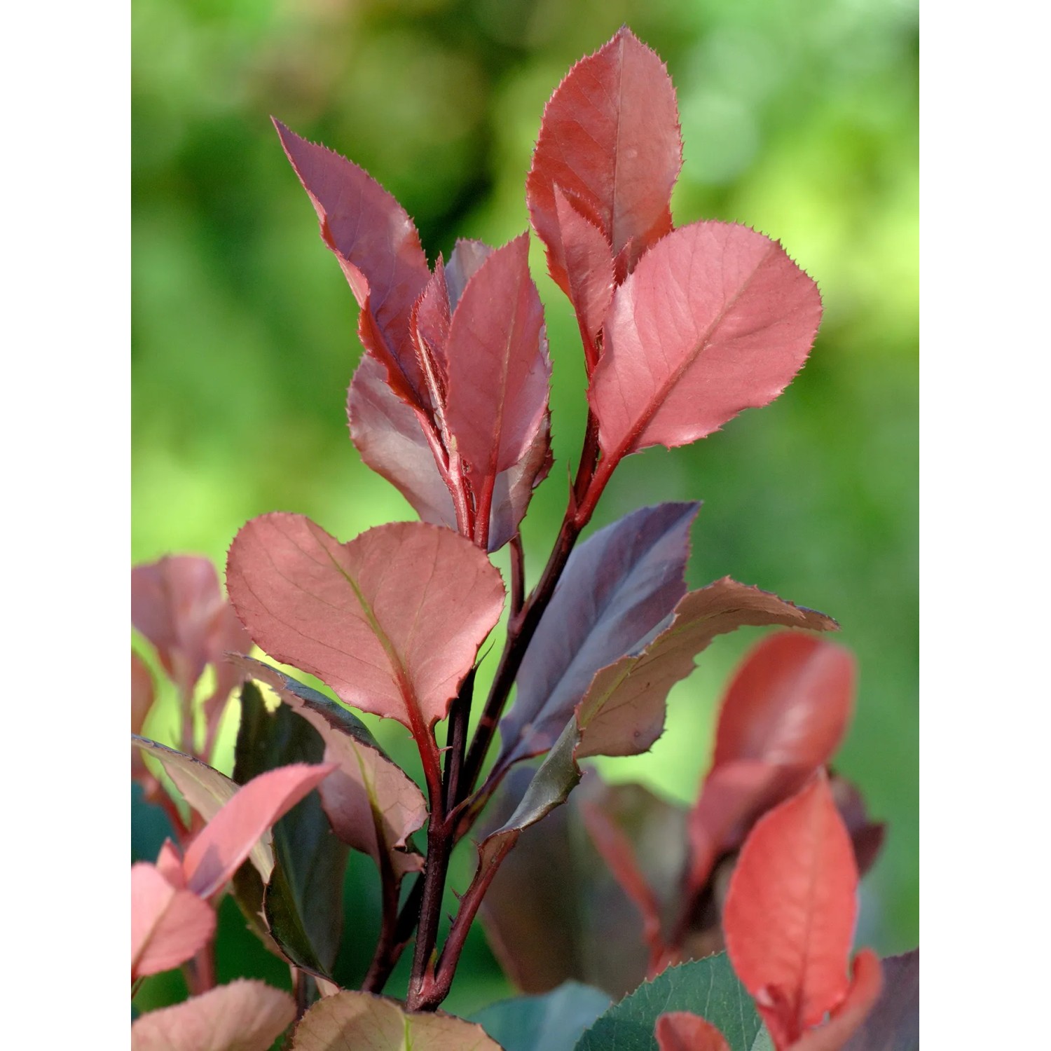 GROW by OBI Glanzmispel "Red Robin" Hhe ca. 65 cm Topf ca. 9 l Photinia  kaufen bei OBI