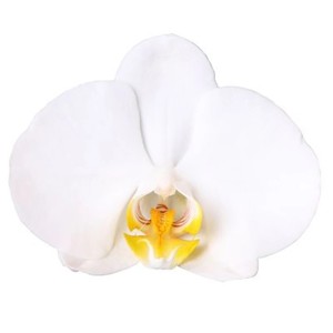 Nahaufnahme einer weißen Schmetterlingsorchidee Niagara Fall von GROW by OBI. Elegante Orchidee mit gelber Mitte.