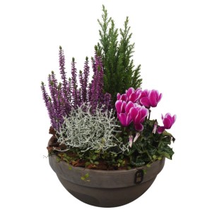 Herbstliches Arrangement im Terrakotta Topf mit Heide, Zypresse, Alpenveilchen und Drahtstrauch.