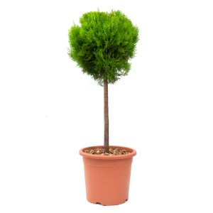 Mini-Stamm im Topf, ca. 80 cm hoch, verschiedene Sorten erhältlich.