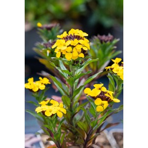 Gelber Goldlack (Erysimum) im Topf, eine bienenfreundliche Staude für Beet und Balkon.