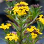 Gelber Goldlack (Erysimum) im Topf, eine bienenfreundliche Staude für Beet und Balkon.