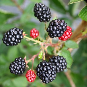 Reife und unreife Blu Brombeeren (Rubus fructicosus) an einem Strauch.