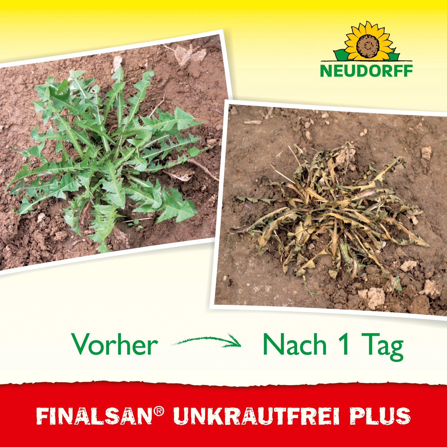 Vorher-Nachher-Vergleich: Unkrautvernichtung mit Neudorff Finalsan Unkraut-Frei Plus.