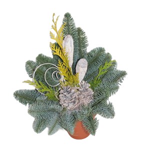 Waldtopf Nobilis, Ø 12 cm, Natur. Grabgesteck mit Nobilistanne, Konifere, Zapfen und Dekoration im Topf.