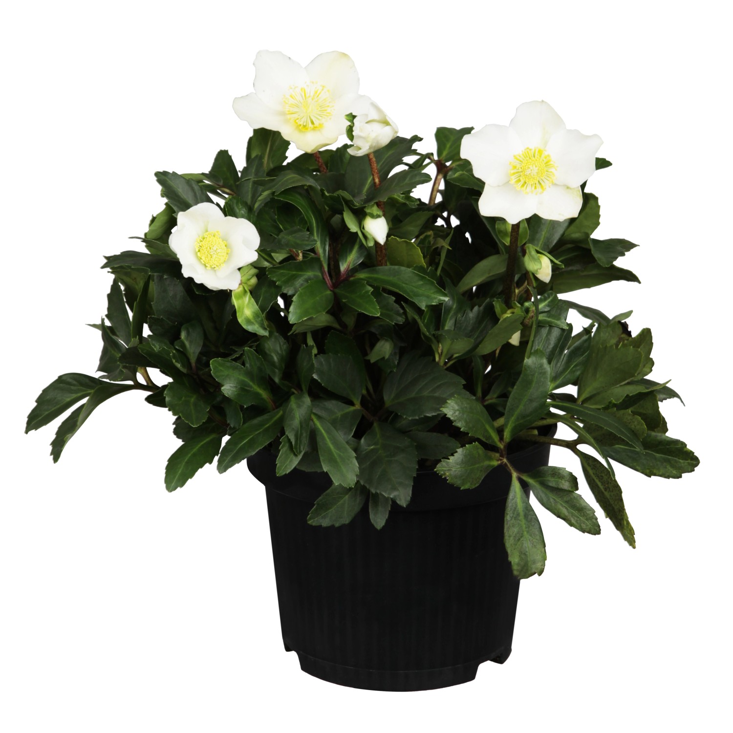 Christrose "HGC Wintergold" Weiß Topf ca. Ø 17 cm Helleborus niger