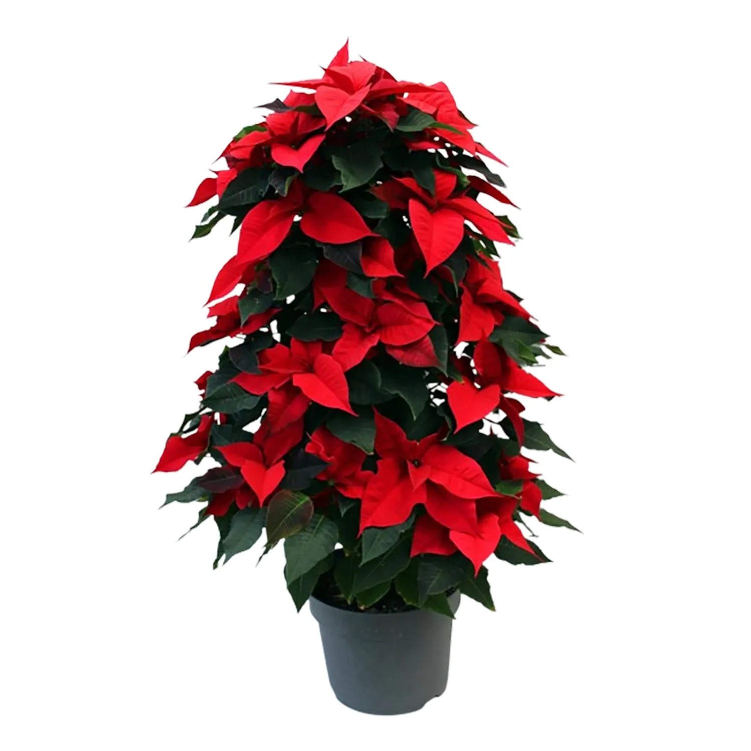 Weihnachtsstern Sule Topf- ca. 24 cm Euphorbia pulcherrima kaufen bei OBI