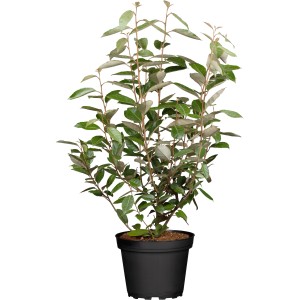 Wintergrüne Ölweide Set à 75 Stk. Höhe ca. 60-80cm Elaeagnus ebbingei