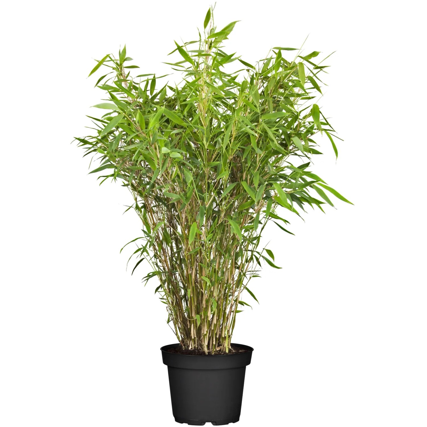 jade bambus Jade Goddess Bamboo - Bambusa boniopsis main image 1