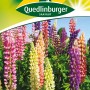Farbenfrohe Stauden-Lupinen 'Russels Mischung' von Quedlinburger, ideal für Beet und Rabatte.
