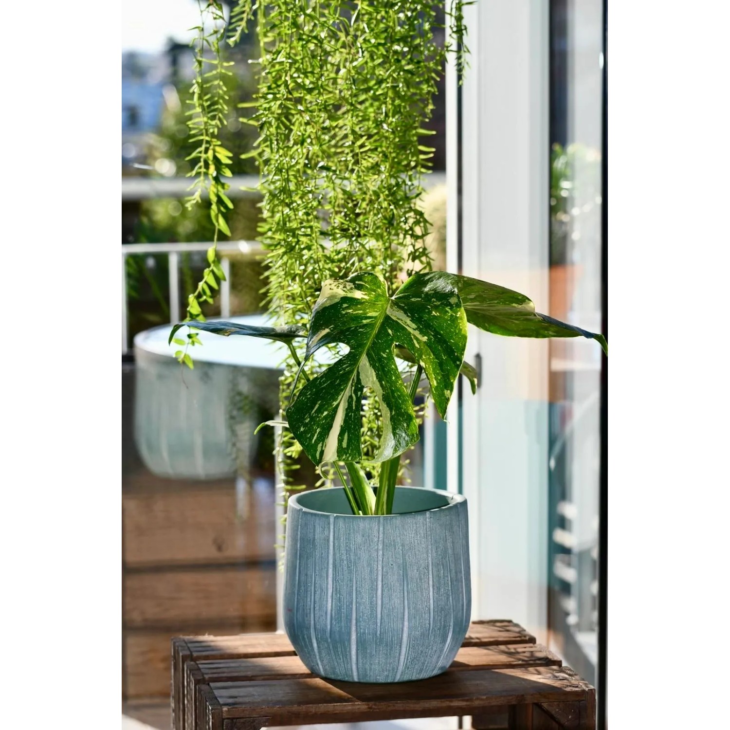 cascara plant Cascara – Sparrowhawk Native Plants main image 0