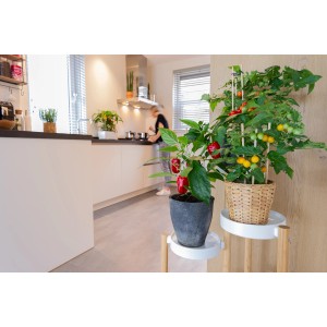 Gelbe Cherrytomate 'Pick-&-Joy' im Topf, ideal für Küche und Balkon. Fruchtgemüse von GROW by OBI.