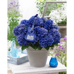 GROW by OBI Hortensie "Blue Boogiewoogie" ca. 25-30 cm Topf ca. 3,5 l Hydrangea