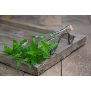 Japanische Heilminze mit Öl auf Holztablett. Küchenkräuter für Tee und Erkältung.