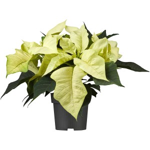 Weihnachtsstern Weiß Topf-Ø ca. 11 cm Euphorbia