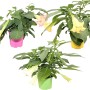 Engelstrompeten im Topf (Ø 19cm) in verschiedenen Farben. Blühende Kübelpflanze für Garten und Terrasse.