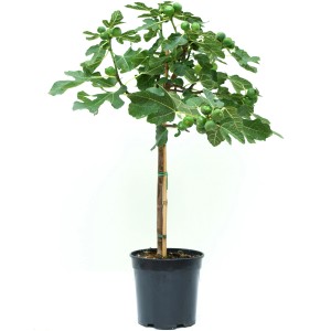 GROW by OBI Feige im Topf, ca. 30-40 cm hoch, mit grünen Früchten. Kübelpflanze für sonnige Standorte.