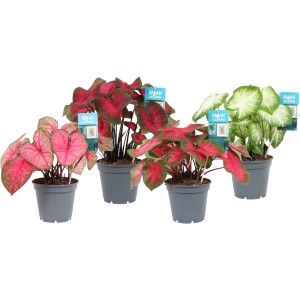 Buntwurz (Caladium hybride) in verschiedenen Sorten im Topf, Blätter in Rot-, Rosa- und Grüntönen.