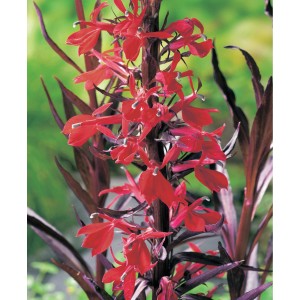 Kardinalslobelie (Lobelia cardinalis) mit roten Blüten, geeignet für den Gartenteich.