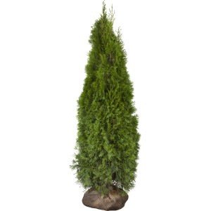 Lebensbaum "Smaragd" Set à 10 Stück Höhe ca. 180 - 200 cm Thuja occidentalis
