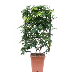 GROW by OBI Blauregen Longwood Purple im Topf mit Rankhilfe, ca. 90 cm hoch.