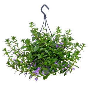 Hängende Fächerblume 'Aqua Easy' im Topf (ca. 27cm), lila Blüten, grüne Blätter.