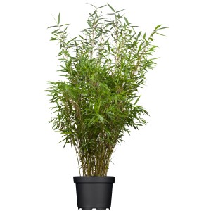 Schirmbambus Fargesia rufa im Topf, ca. 80-100 cm hoch, ideal als Heckenpflanze.