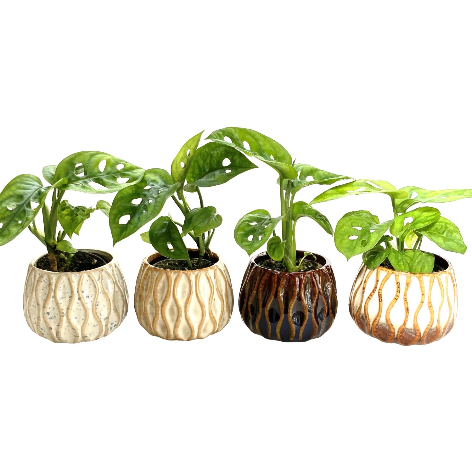 kaffeepflanze balkon Kaffeepflanze (Coffea arabica) – 22–30 cm