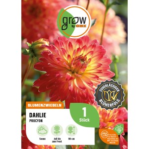 Dahlie Procyon von GROW by OBI: Gelb-rote Blüte, ca. 90cm hoch. Blumenzwiebel für Beet und Kübel.
