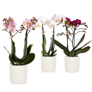 Schmetterlingsorchidee in Farben im Keramik-Gefäß Topf-Ø ca. 9 cm